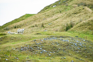 Hill Sheep in South Wales