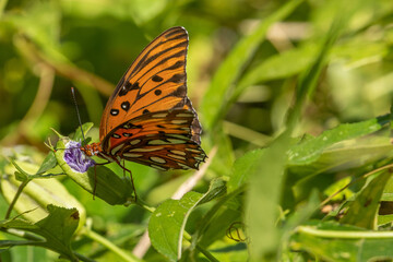 orange and black butterfly