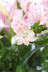 Bouquet of Pink Peruvian lily, lily of the Incas, Alstroemeria with light pink flowers