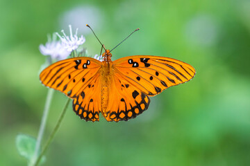 orange and black butterfly