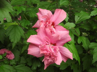 pink flower in the garden