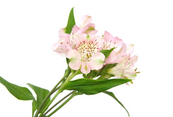 Obraz na płótnie Canvas Pink Peruvian lily, lily of the Incas, Alstroemeria with light pink flowers, on white background