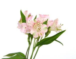 Fototapeta na wymiar Pink Peruvian lily, lily of the Incas, Alstroemeria with light pink flowers, on white background