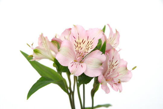 Pink Peruvian lily, lily of the Incas, Alstroemeria with light pink flowers, on white background