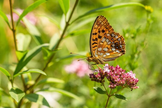 Close up image of a High Brown Fritillary butterfly sitting on purple flower. Sunny summer day in a meadow. Green background.