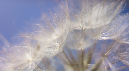Blue abstract dandelion flower background, closeup with soft focus. Hope and dreaming concept. Fragility