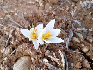 spring crocus flowers
