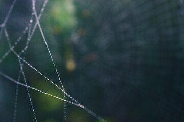 dew drop on spider web with colorful blurry background
