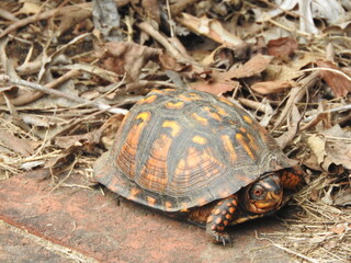 turtle walking