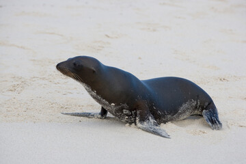 Fototapeta premium Galapagos Sea Lion Zalophus wollebaeki on the beach at Gardner Bay, Espanola Island, Galapagos, Ecuador