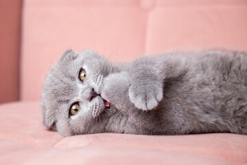  portrait of British short-haired eared grey cat sitting on a pink couch and looking at camera. kitten with bright eyes and fluffy hair at home.