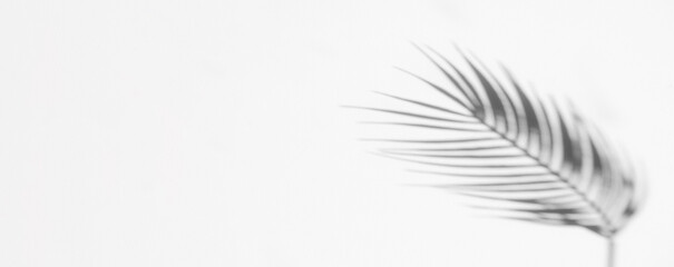 Abstract shadow black white palm leaf shadow on a white wall background. Horizontal creative theme poster, greeting cards, headers, website and app