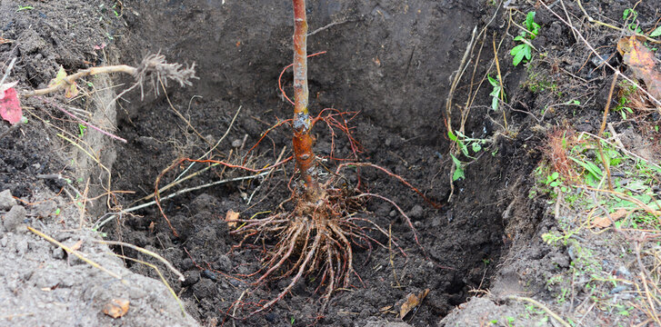 Planting A Grafted Fruit Tree With A Good Root System. A Close-up Of A Young Tree With Bare Roots In A Planting Hole.