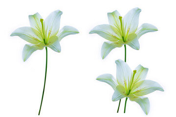 Bright lily flowers isolated on white background.