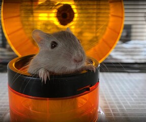 Gerbille qui sort de son tunnel, de profil