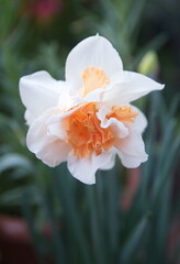 Fototapeta premium Bouquet of Narcissus Replete, Double-Flowered Daffodils, Narcissus flower