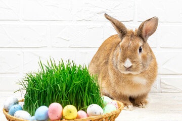 Fluffy easter bunny with colored easter eggs near green grass close-up. Place for text.