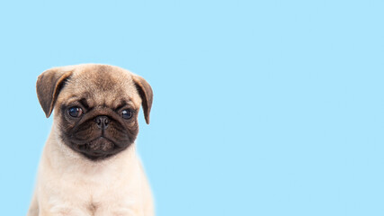 funny cute little puppy pug on bright blue pastel background. Banner adorable dog making happy face and smiling studio portrait. Purebred Dog Concept