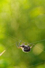 Spider crusader weaves a cobweb