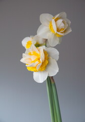 Fototapeta na wymiar Bouquet of Narcissus Replete, Double-Flowered Daffodils, Narcissus flower