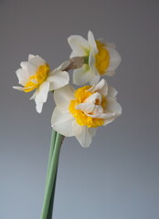 Bouquet of Narcissus Replete, Double-Flowered Daffodils, Narcissus flower