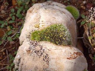 mushroom in the forest