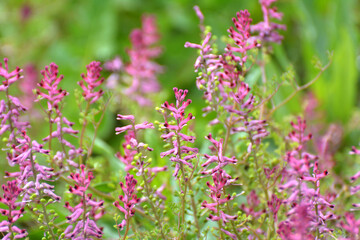 Fumaria officinalis blooms in nature