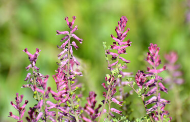 Obraz premium Fumaria officinalis blooms in nature