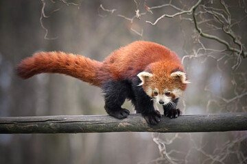 Red panda walking on wooden branch