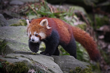 Red panda walking on stones
