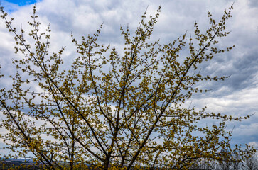 branches with flowers of European Cornel (Cornus mas) in early spring.