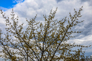 branches with flowers of European Cornel (Cornus mas) in early spring.