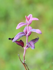 The pathogen fungi Exobasidium vaccini-uligniosi made Alpine blueberry Vaccinium uliginosum foliage turn pink