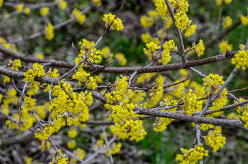 branches with flowers of European Cornel (Cornus mas) in early spring.