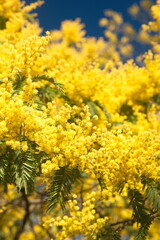 Blossom of Acacia dealbata, Acacia derwentii  with yellow flowers, mimosa tree, on blue background