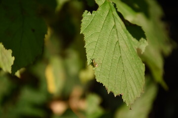 little snail on a leaf