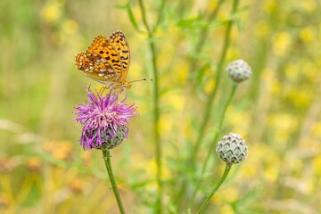 Close up image of a High Brown Fritillary, an orange butterfly sitting on purple thistle flower. Sunny summer day in a meadow. Green and yellow background.