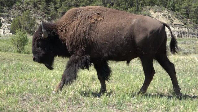 One bison walking through the grassland in the Theodore Roosevelt National Park