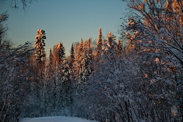 Russia. The South of Western Siberia, the Altai Mountains. The tops of taiga trees illuminated by the setting sun on a frosty winter evening.