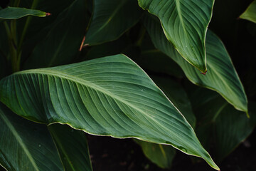 Green tropical plants