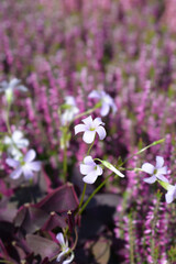 Purple shamrock