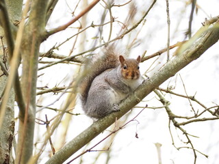 木の上からこちらを見るリス