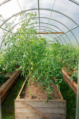 Hotbed or greenhouse for growing tomatoes in a cold climate. Farm organic subsistence farming. Vegetable frost protection