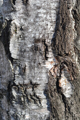 Common birch