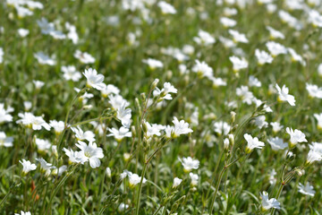 Field chickweed