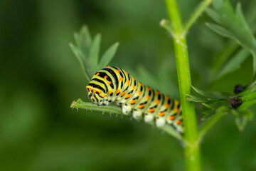 Green swallowtail caterpillar sitting on a branch of carrot macro photography on a summer day. Caterpillar of Papilio machaon close-up photo in summertime.
