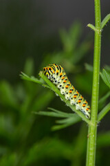 Green swallowtail caterpillar sitting on a branch of carrot macro photography on a summer day. Caterpillar of Papilio machaon close-up photo in summertime.