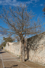 Fototapeta na wymiar stone wall with a tree of bare branches behind in Nuevo Baztan. Madrid. Spain