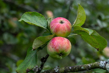 Red apples hanging on a branch on a summer day. Ripe apples with red sides close-up picture in summer.