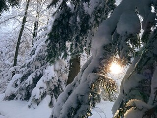 Słońce w zimowym lesie